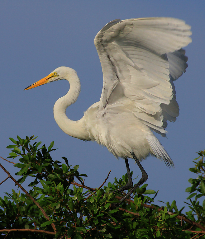 Great Egret Landing on Treetop  P O'Malley